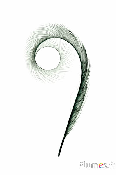 Fagiano dorato falciforme - 25 cm - smeraldo